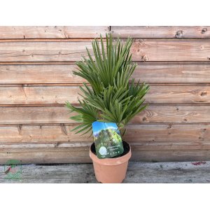 Palmička nízka (Chamaerops humilis) ´VULCANO´ - výška 30-50 cm, kont. C3L (-14°C)